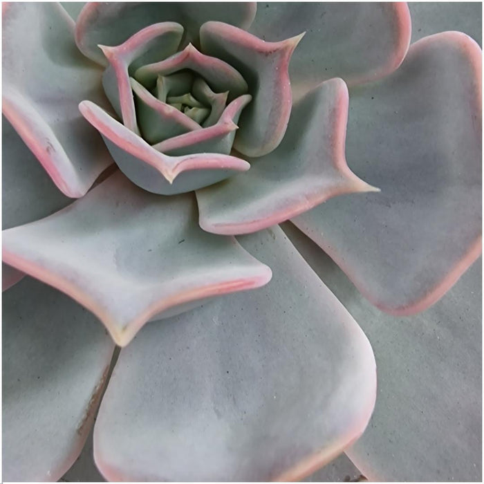 Echeveria Lilacina Og Dens Hvide Støtte