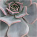 Echeveria Lilacina Og Dens Hvide Støtte