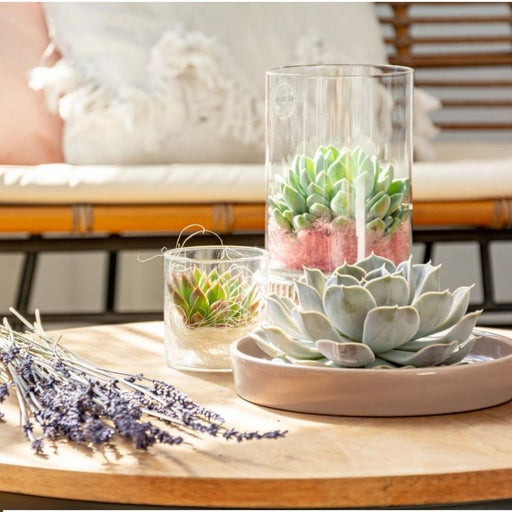 Echeveria Lilacina Og Dens Hvide Støtte