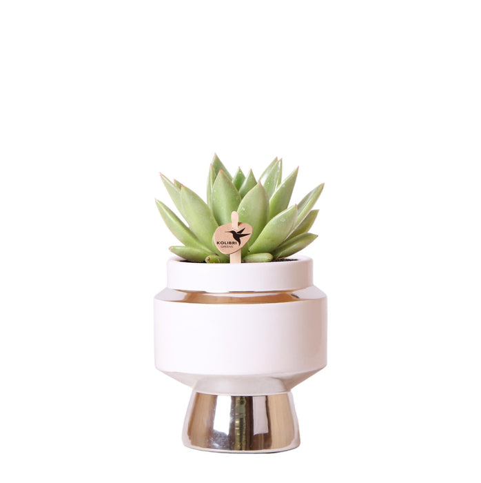 Echeveria Miranda Og Dens Sølv Og Hvide Urtepotte