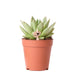 Echeveria Miranda H13Cm - Indendørs Sukkulentplante