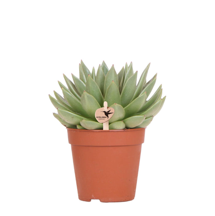 Echeveria Miranda H20Cm - Indendørs Sukkulentplante