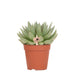 Echeveria Miranda H20Cm - Indendørs Sukkulentplante