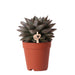 Echeveria Purpusorum H15Cm - Indendørs Sukkulentplante