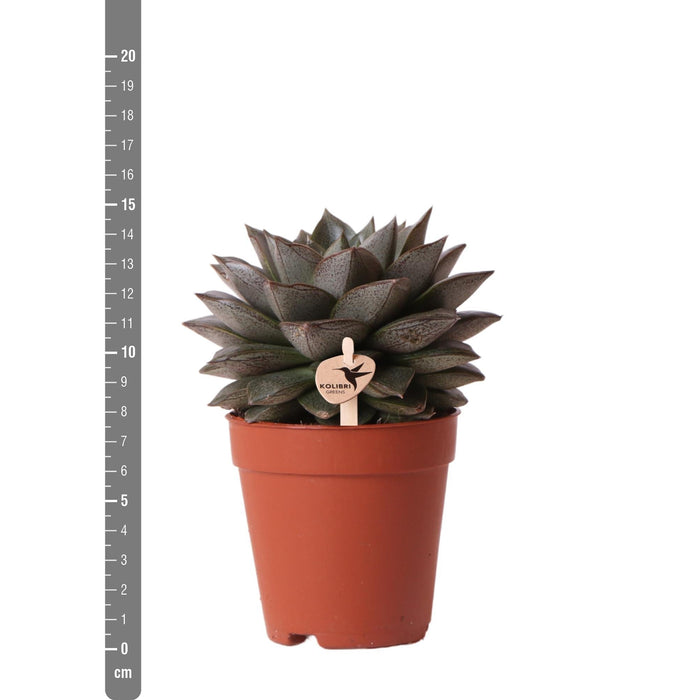 Echeveria Purpusorum H15Cm - Indendørs Sukkulentplante