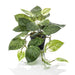 Smaragd Kunstig Scindapsus Bush 55 Cm I Pot