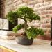 Emerald Mini Kunstig Ficus Bonsai Grøn 32 Cm
