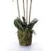 Kunstig Emerald Phalaenopsis Med Hvidt Skum 90 Cm