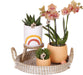 Sæt Grønne Planter Med Orange Phalaenopsis Orkidé