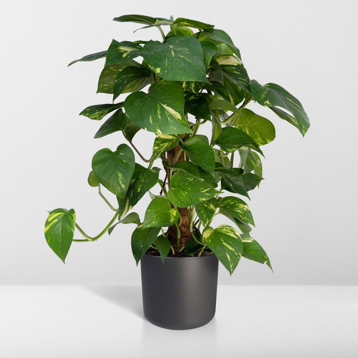 Epipremnum Aureum Og Dens Vejleder H60Cm
