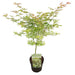 Japansk Ahorn - ↨30Cm -Ø19Cm - Udendørs Plante