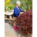 Japansk Ahorn - Acer 'Garnet'