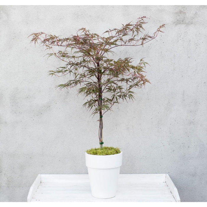 Japansk Ahorn - Acer 'Garnet'