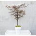 Japansk Ahorn - Acer 'Garnet'