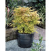 Japansk Ahorn - Acer Palm. 'Katsura' - ↨40Cm - Ø19Cm