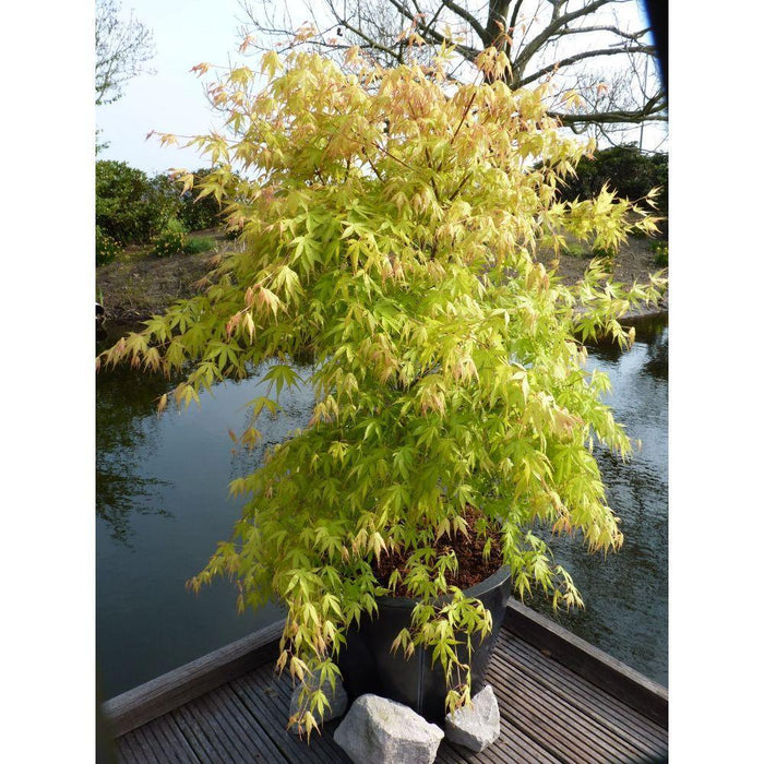 Japansk Ahorn - Acer Palm. 'Katsura' - ↨40Cm - Ø19Cm