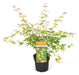 Japansk Ahorn - Acer Palm. 'Katsura' - ↨40Cm - Ø19Cm