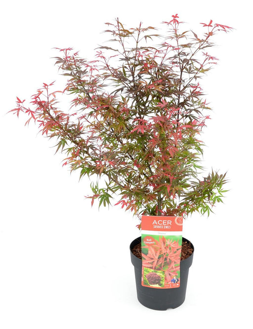 Japansk Ahorn Acer Palm. 'Shaina'
