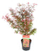 Japansk Ahorn Acer Palm. 'Shaina'
