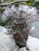 Japansk Ahorn - Acer Palm. 'Sumi-Nagashi' - ↨130Cm - Ø30Cm - Udendørs Anlæg