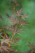 Japansk Ahorn - Acer Palm. 'Sumi-Nagashi' - ↨130Cm - Ø30Cm - Udendørs Anlæg