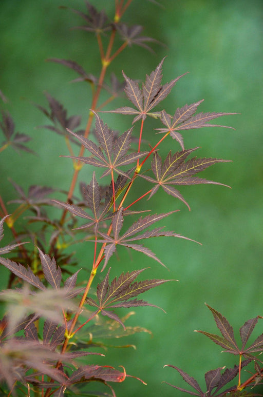 Japansk Ahorn - Acer Palm. 'Sumi-Nagashi' - ↨130Cm - Ø30Cm - Udendørs Anlæg