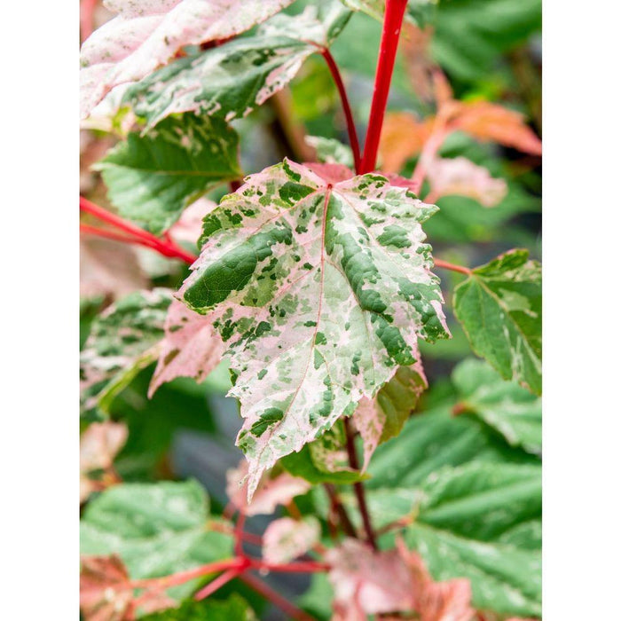 Japansk Ahorn - Acer 'Red Flamingo' - ↨40Cm - Ø19Cm - Udendørs Plante