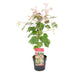 Japansk Ahorn - Acer 'Red Flamingo' - ↨40Cm - Ø19Cm - Udendørs Plante