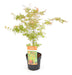 Japansk Ahorn - Acer 'Wilson'S Pink Dwarf' - ↨40Cm - Ø19Cm - Eksteriør
