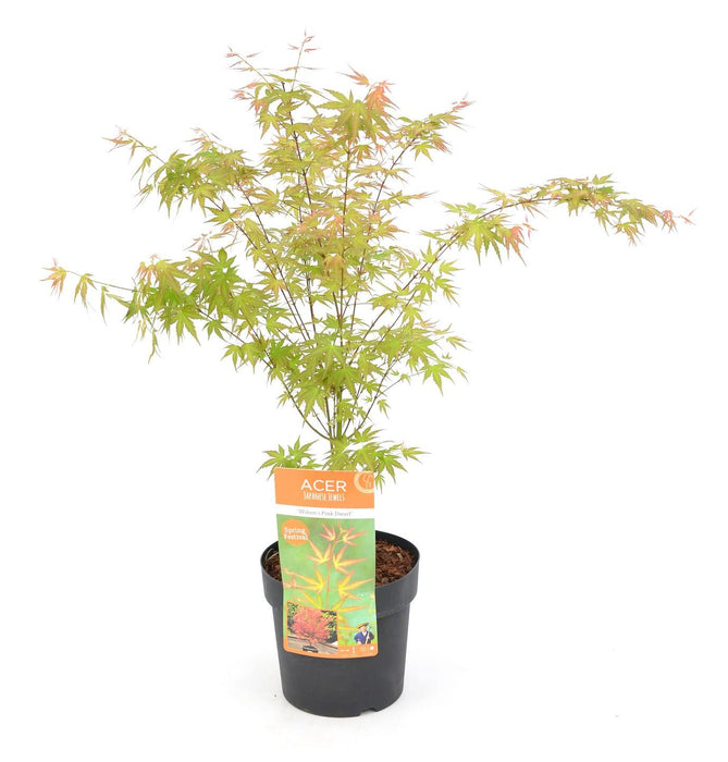 Japansk Ahorn - Acer 'Wilson'S Pink Dwarf' - ↨40Cm - Ø19Cm - Eksteriør