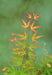 Japansk Ahorn - Acer 'Wilson'S Pink Dwarf' - ↨40Cm - Ø19Cm - Eksteriør