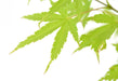Japansk Ahorn 'Anne Irene'® - ↨40Cm - Ø19Cm - Udendørs Plante