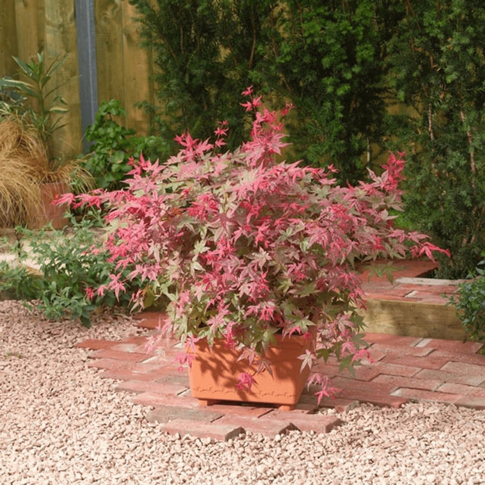 Japansk Ahorn 'Beni-Macai' - ↨40Cm - Ø19Cm - Udendørs Plante