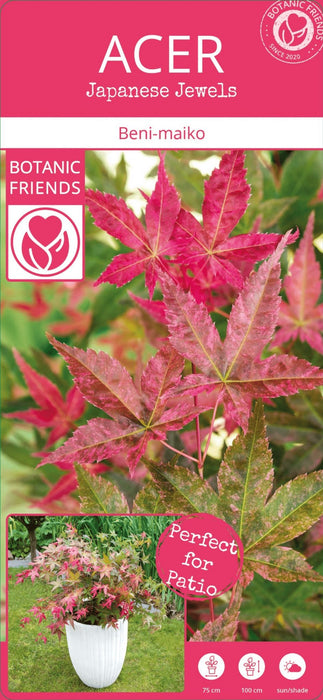 Japansk Ahorn 'Beni-Macai' - ↨40Cm - Ø19Cm - Udendørs Plante