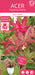 Japansk Ahorn 'Beni-Macai' - ↨40Cm - Ø19Cm - Udendørs Plante