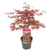 Japansk Ahorn 'Beni-Macai' - ↨40Cm - Ø19Cm - Udendørs Plante