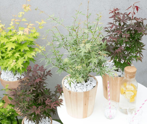 Japansk Ahorn 'Sommerfugl' - ↨40Cm - Ø19Cm - Udendørs Plante