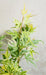 Japansk Ahorn 'Sommerfugl' - ↨40Cm - Ø19Cm - Udendørs Plante