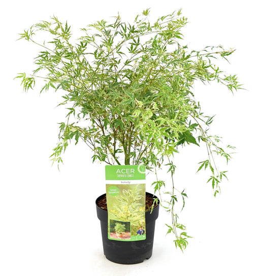 Japansk Ahorn 'Sommerfugl' - ↨40Cm - Ø19Cm - Udendørs Plante