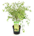 Japansk Ahorn 'Sommerfugl' - ↨40Cm - Ø19Cm - Udendørs Plante