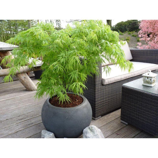Japansk Ahorn 'Dissectum' - ↨40Cm - Ø19Cm - Udendørs Plante