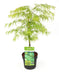 Japansk Ahorn 'Dissectum' - ↨40Cm - Ø19Cm - Udendørs Plante