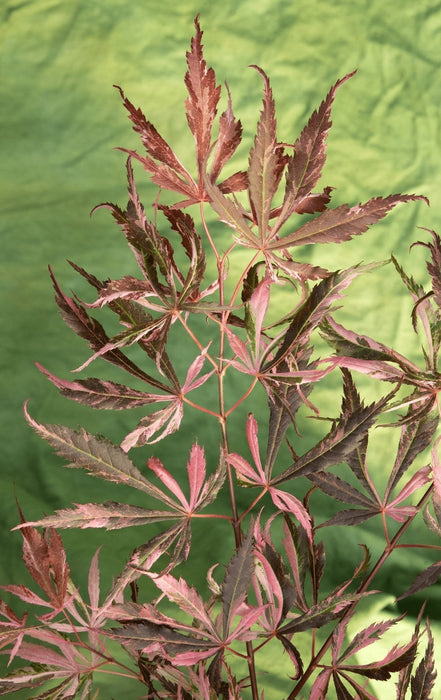 Japansk Ahorn 'Extravaganza'® - ↨40Cm - Ø19Cm - Udendørs Plante