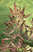 Japansk Ahorn 'Extravaganza'® - ↨40Cm - Ø19Cm - Udendørs Plante