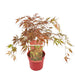 Japansk Ahorn 'Extravaganza'® - ↨40Cm - Ø19Cm - Udendørs Plante