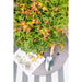 Japansk Ahorn 'Little Princess' - ↨30Cm - Ø19Cm - Udendørs Plante