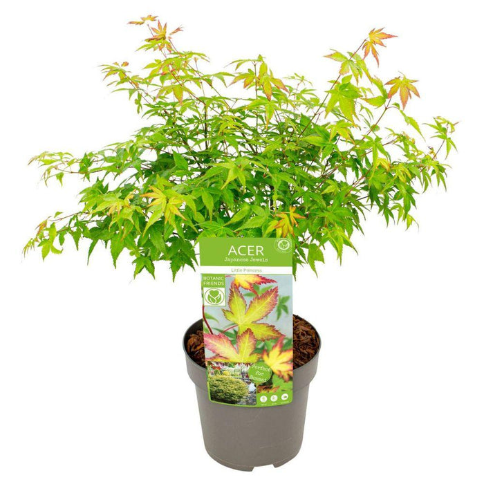 Japansk Ahorn 'Little Princess' - ↨30Cm - Ø19Cm - Udendørs Plante