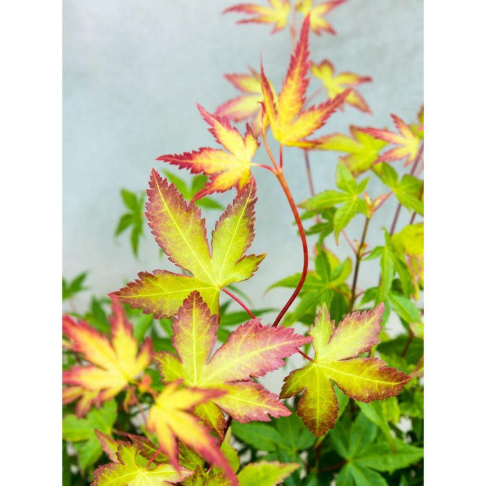 Japansk Ahorn 'Little Princess' - ↨30Cm - Ø19Cm - Udendørs Plante