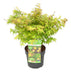 Japansk Ahorn 'Little Princess' - ↨30Cm - Ø19Cm - Udendørs Plante