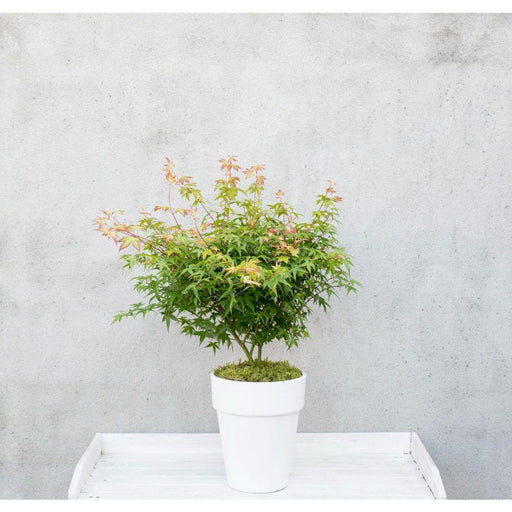 Japansk Ahorn 'Little Princess' - ↨30Cm - Ø19Cm - Udendørs Plante